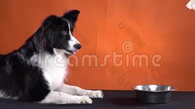 <strong>经过</strong>训练的黑白狗正躺在桌子上等待食物